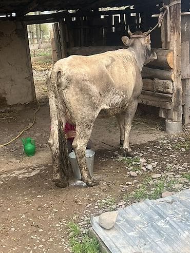 Продаю | Корова (самка) | Для молока | Привязанные at lalafo.kg Продаю | Корова (самка) | Для молока | Привязанные