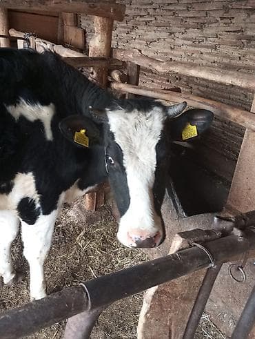 Продаю | Тёлка | Голштин | Для молока | Привязанные at lalafo.kg Продаю | Тёлка | Голштин | Для молока | Привязанные