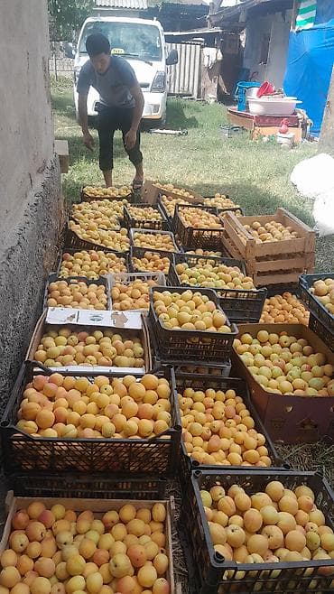 Абрикосы Оптом at lalafo.kg Абрикосы Оптом
