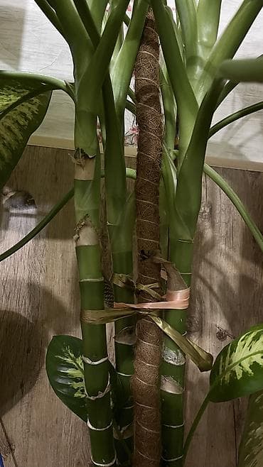 Диффенбахия крупная в напольном кашпо - Вид: Dieffenbachia (пёстрые at lalafo.kg Диффенбахия крупная в напольном кашпо - Вид: Dieffenbachia (пёстрые