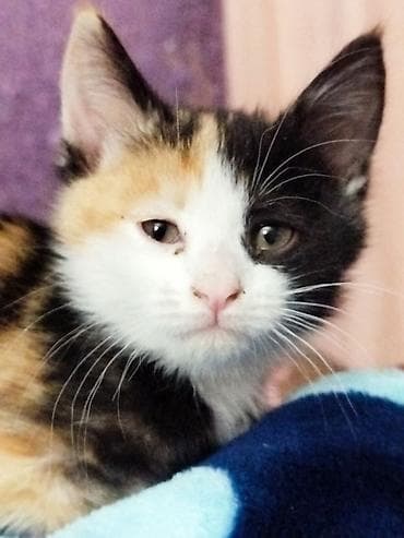 2 месяца, Девочка at lalafo.kg 2 месяца, Девочка