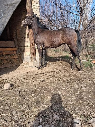 Продаю | Жеребенок | Для разведения | Племенные at lalafo.kg Продаю | Жеребенок | Для разведения | Племенные