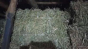Сено в тюках - Прессованные прямоугольные тюки, плотная увязка at lalafo.kg Сено в тюках - Прессованные прямоугольные тюки, плотная увязка