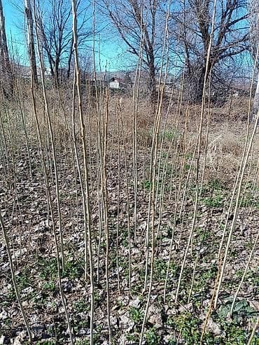 Терек тополь кочот саженцы,без пуха,древесина годиться для стройки at lalafo.kg Терек тополь кочот саженцы,без пуха,древесина годиться для стройки