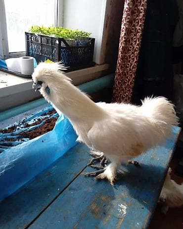 Продаю Китайских шелковых кур молодые от 1 года до 2-ух лет at lalafo.kg Продаю Китайских шелковых кур молодые от 1 года до 2-ух лет