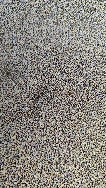 Продаю семена люцерны,семена клевера высший сорт,чисты at lalafo.kg Продаю семена люцерны,семена клевера высший сорт,чисты