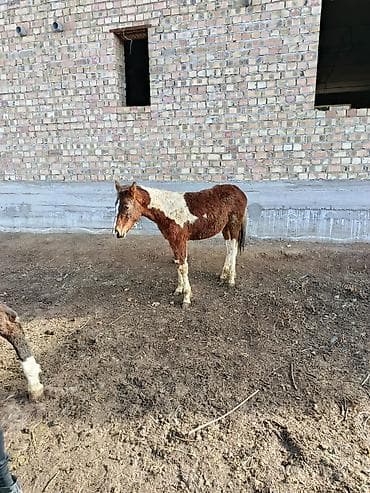 Продаю | Жеребенок | Для разведения at lalafo.kg Продаю | Жеребенок | Для разведения