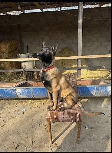 Бельгийская овчарка, 10 месяцев, Самец, С прививкой at lalafo.kg Бельгийская овчарка, 10 месяцев, Самец, С прививкой