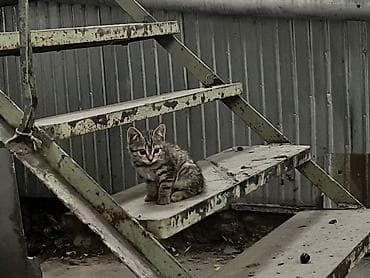 🐾 Котята ищут добрые и любящие руки! 🐾 Отдаем очаровательных котят в at lalafo.kg 🐾 Котята ищут добрые и любящие руки! 🐾 Отдаем очаровательных котят в