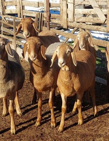 Продаю | Овца (самка), Ягненок | Арашан at lalafo.kg Продаю | Овца (самка), Ягненок | Арашан