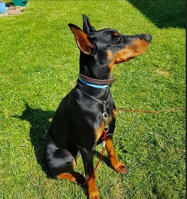 Доберман, ПРИВОЗНОЙ 5 месяцев подарок ошейник поводок самка at lalafo.kg Доберман, ПРИВОЗНОЙ 5 месяцев подарок ошейник поводок самка