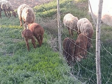 Продаю | Овца (самка) | Для разведения | Матка at lalafo.kg Продаю | Овца (самка) | Для разведения | Матка
