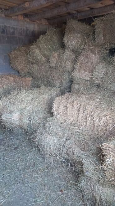 Сено в тюках - Прессованные тюки прямоугольной формы - Хранится под at lalafo.kg Сено в тюках - Прессованные тюки прямоугольной формы - Хранится под