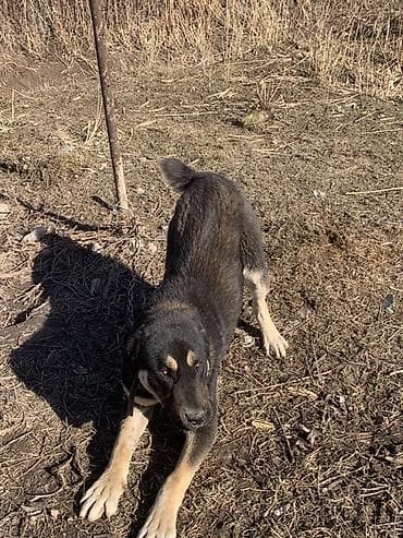 Крупная сторожевая собака, окраc черно‑подпалый с кремовыми отметинами at lalafo.kg Крупная сторожевая собака, окраc черно‑подпалый с кремовыми отметинами