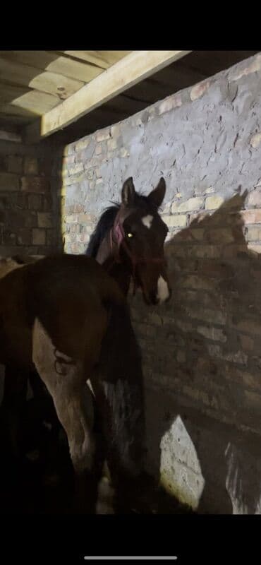 Продаю | Жеребенок | Для разведения | Племенные at lalafo.kg Продаю | Жеребенок | Для разведения | Племенные