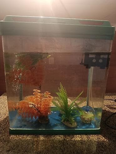 Компактный аквариумный комплект с крышкой и оборудованием. Что at lalafo.kg Компактный аквариумный комплект с крышкой и оборудованием. Что