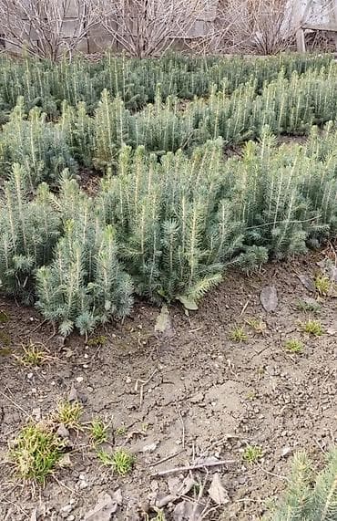 Сеянцы голубой ели Тянь Шаньский ель Берёза Сеянцы голубой ели Тянь at lalafo.kg Сеянцы голубой ели Тянь Шаньский ель Берёза Сеянцы голубой ели Тянь