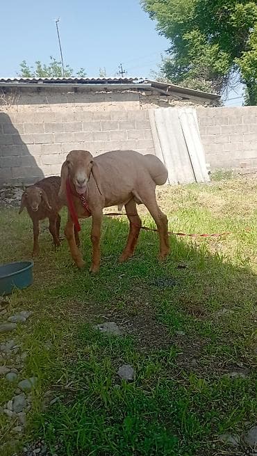 Продаю | Баран (самец) | Арашан | Для разведения at lalafo.kg Продаю | Баран (самец) | Арашан | Для разведения