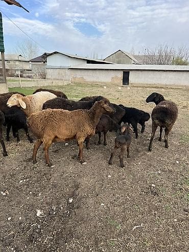 Продаю | Овца (самка) | Для разведения | Матка at lalafo.kg Продаю | Овца (самка) | Для разведения | Матка