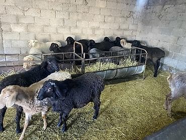 Продаю | Баран (самец), Овца (самка) at lalafo.kg Продаю | Баран (самец), Овца (самка)