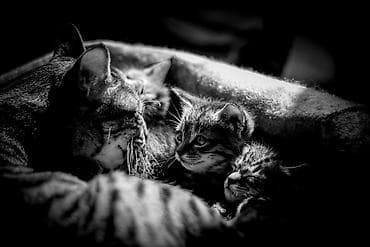 2 месяца, Мальчик, Метис at lalafo.kg 2 месяца, Мальчик, Метис