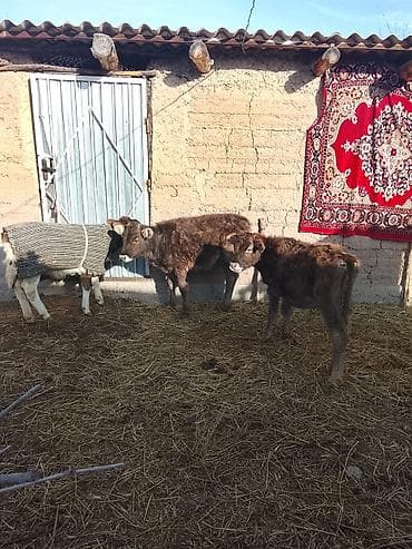 Продаю | Музоо, торпок | Полукровка | На откорм | Искусственник at lalafo.kg Продаю | Музоо, торпок | Полукровка | На откорм | Искусственник