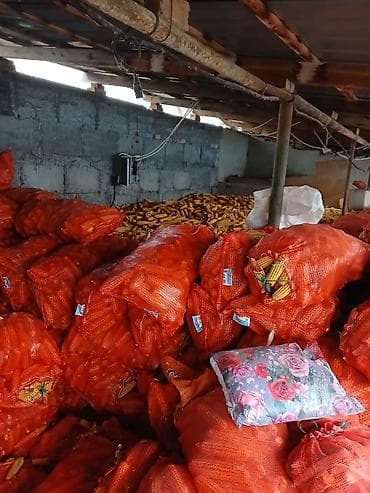 Кукуруза в початках, фасованная в сетчатые мешки. - Кормовая at lalafo.kg Кукуруза в початках, фасованная в сетчатые мешки. - Кормовая