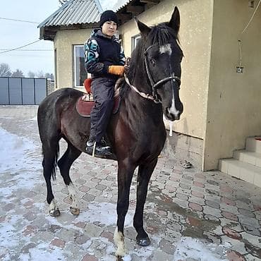 Продаю | Жеребец | Рабочий | Мерин at lalafo.kg Продаю | Жеребец | Рабочий | Мерин
