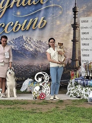 Щенки сиба-ину из питомника Expedicia (FCI) - Племенная линия: в at lalafo.kg Щенки сиба-ину из питомника Expedicia (FCI) - Племенная линия: в