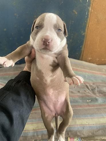 Ковролин: Щенки питбуля и амстаффа lalafo.kg да — 7 Ковролин: Щенки питбуля и амстаффа — 7