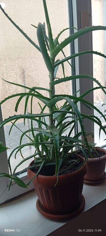 Алоэ вера в горшке - Крупное комнатное растение-суккулент с мощным at lalafo.kg Алоэ вера в горшке - Крупное комнатное растение-суккулент с мощным