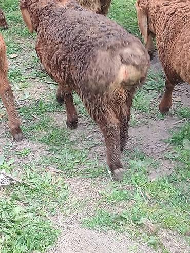 Продаю | Овца (самка) | Для разведения | Племенные at lalafo.kg Продаю | Овца (самка) | Для разведения | Племенные