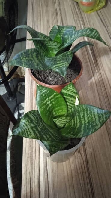 Разные комнатные растения. Чтобы узнать стоимость конкретного растения at lalafo.kg Разные комнатные растения. Чтобы узнать стоимость конкретного растения