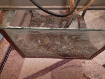 Продаю аквариум в комплекте свет и компрессор 20 литров цена 1500 сом at lalafo.kg Продаю аквариум в комплекте свет и компрессор 20 литров цена 1500 сом