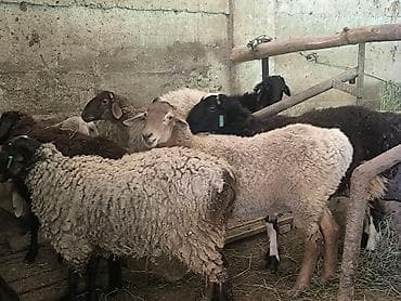 TagAZ: Продаю | Овца (самка), Ягненок, Баран (самец) | Гиссарская, Полукровка, Меринос | На забой, Для разведения | Племенные, Кастрированные, Осеменитель at lalafo.kg — 7 TagAZ: Продаю | Овца (самка), Ягненок, Баран (самец) | Гиссарская, Полукровка, Меринос | На забой, Для разведения | Племенные, Кастрированные, Осеменитель — 7