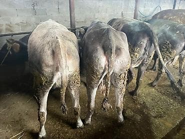 Продаю | Музоо, торпок | На откорм at lalafo.kg Продаю | Музоо, торпок | На откорм