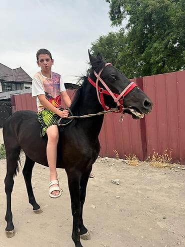 Продаю | Жеребенок | Конный спорт at lalafo.kg Продаю | Жеребенок | Конный спорт