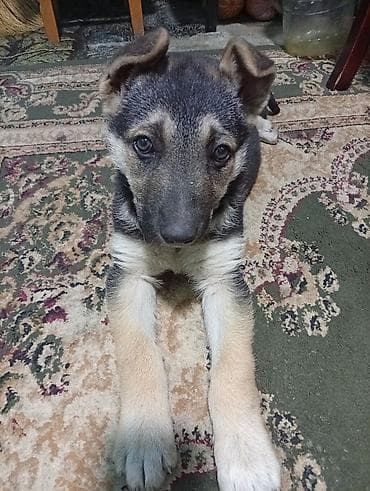 Щенок средних размеров, окрас чепрачный (черно‑серый с подпалом) at lalafo.kg Щенок средних размеров, окрас чепрачный (черно‑серый с подпалом)