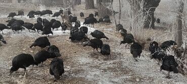 Продаю | Индюшка (самка) | Черный принц | На забой, Для разведения | Племенные at lalafo.kg Продаю | Индюшка (самка) | Черный принц | На забой, Для разведения | Племенные