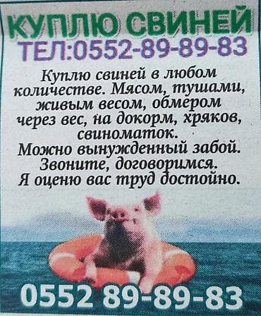 КУПЛЮ СВИНЕЙ В ЛЮБОМ КОЛИЧЕСТВЕ НА МЯСО НА ДАРОСТ МОЖНО ВЫНУЖДЕННЫЙ at lalafo.kg КУПЛЮ СВИНЕЙ В ЛЮБОМ КОЛИЧЕСТВЕ НА МЯСО НА ДАРОСТ МОЖНО ВЫНУЖДЕННЫЙ