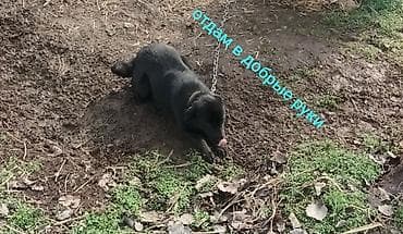 Отдам в добрые руки собаку. - Окрас: черный, густая шерсть. - Размер at lalafo.kg Отдам в добрые руки собаку. - Окрас: черный, густая шерсть. - Размер