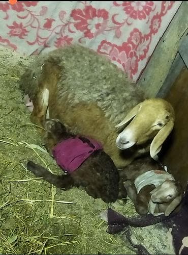 Продаю | Овца (самка), Ягненок | Арашан | Для разведения | Матка at lalafo.kg Продаю | Овца (самка), Ягненок | Арашан | Для разведения | Матка