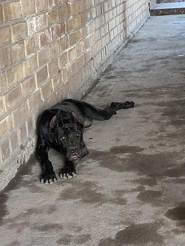 Кане-корсо, 2 года, Самка at lalafo.kg Кане-корсо, 2 года, Самка