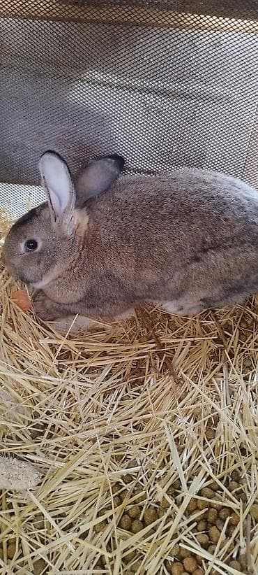 Продаю | Кролик самец, Крольчиха (самка) at lalafo.kg Продаю | Кролик самец, Крольчиха (самка)