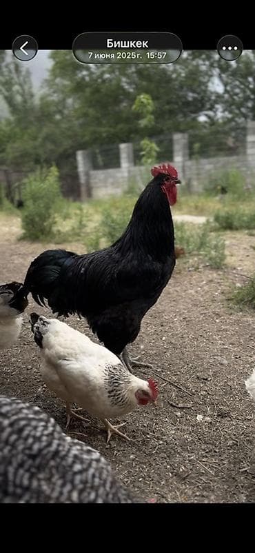 Продаю | Петух | Для разведения at lalafo.kg Продаю | Петух | Для разведения