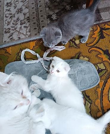 Шотландские котята (скоттиш‑фолд) - Окрас: белый и голубой (серый) - lalafo.kg да Шотландские котята (скоттиш‑фолд) - Окрас: белый и голубой (серый) -