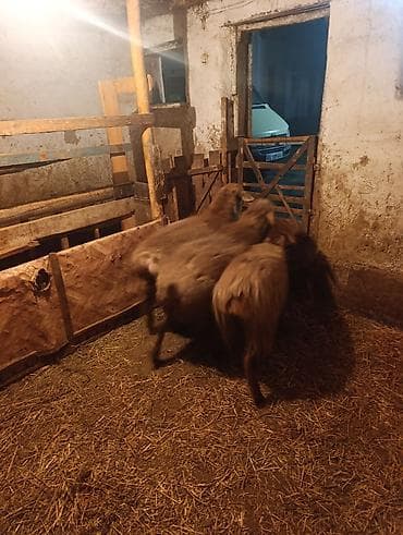 Продаю | Овца (самка) | Для разведения | Матка at lalafo.kg Продаю | Овца (самка) | Для разведения | Матка