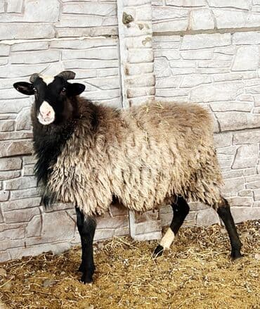 Продаю | Овца (самка), Ягненок, Баран (самец) | Гиссарская, Арашан, Романовская | Для разведения | Племенные, Матка, Ярка at lalafo.kg Продаю | Овца (самка), Ягненок, Баран (самец) | Гиссарская, Арашан, Романовская | Для разведения | Племенные, Матка, Ярка