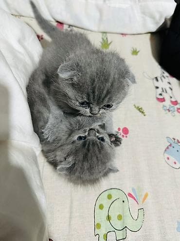 Плюшевые котята серого (голубого) окраса с короткими ушками и круглой at lalafo.kg Плюшевые котята серого (голубого) окраса с короткими ушками и круглой
