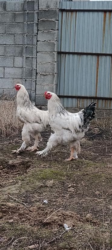 Продаю | Петух | Брама | Для разведения at lalafo.kg Продаю | Петух | Брама | Для разведения
